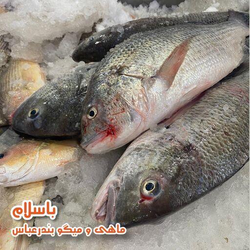 فیله ماهی صبیتی یا جهرو تازه و صید روز بندرعباس (2کیلوگرم)